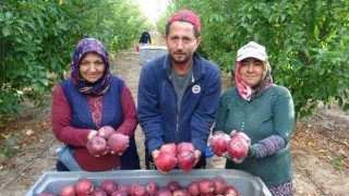 Türkiyenin elma bahçesi Ispartada hasat başladı