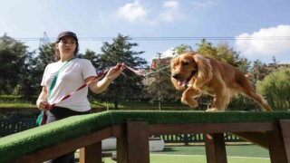 Türkiyenin en kapsamlı Köpek Eğitim Merkezi Ümraniyede