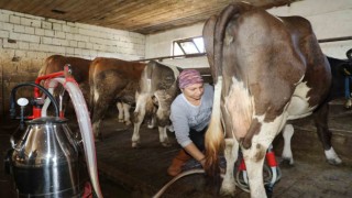 Üreten kadın: Tek başına 20 büyükbaş hayvana bakıyor