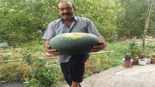 Üretici 25 kiloluk karpuzu güçlükle taşı