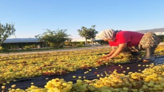 Üzümcünün gözü kulağı meteorolojide