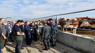 Vali Çiçek, Ardahan hayvan pazarında incelemelerde bulundu