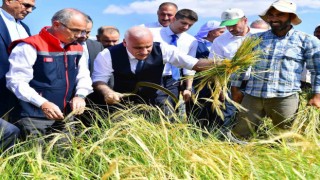 Vali Zorluoğlu, çitçi gibi biçerdöver kullandı, orakla pirinç hasadı yaptı