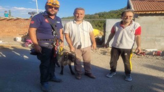 Yamaca sıkışan keçi AFAD ekiplerince kurtarıldı