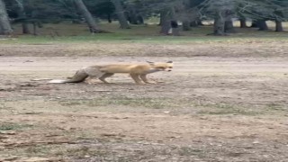 Yanlarına gelen tilkiyi ekmekle beslediler
