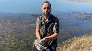Yaralı gri balıkçıl tedavi altına alındı