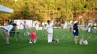 Yarışmaya katılan köpekler dikkat çekti