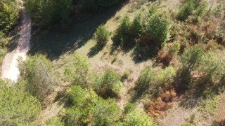 Yasağa rağmen mantar toplamak için ormana girenler dronla tespit edildi
