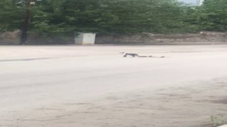 Yavru kedi ölen annesinin başında bir an olsun ayrılmadı