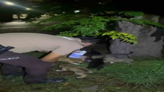 Yavru köpeklerin karnını doyuran bekçiler yürekleri ısıttı