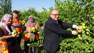 Yılda 1 milyon tondan fazla üretiliyor: Limonun başkentinde hasat başladı