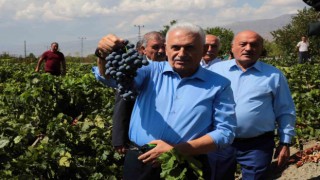 Yıldırım memleketinde Cimin üzümünün hasadına katıldı