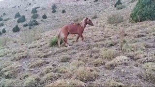 Yozgatta ayağı kırılan yılkı atına jandarmadan şefkat eli