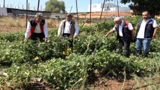 Zarar gören tarımsal alanlarda hasar tespit çalışmaları yapıldı