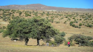 110 bin Ahlat ağacı turizme kazandırılmayı bekliyor