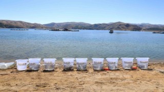 15 ilde 25 milyon yavru sazan suya bırakıldı