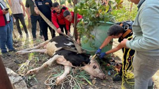20 metrelik su kuyusuna düşen ineği itfaiye kurtardı