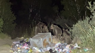 Aç ayılar karavanlara dadandı