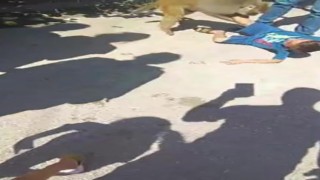 Adanada maymun çocuğa saldırdı