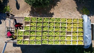 Adanada portakaldan 371 bin ton verim bekleniyor