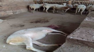 Ağıla giren köpekler 13 koyunu yaraladı