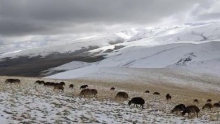 Ağrıda yaylaya çıkan koyunlar kar altında kaldı