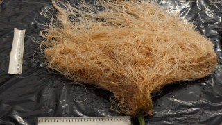 Akdeniz Üniversitesi, Cevval adı verilen yeni tür domates anacı geliştirdi