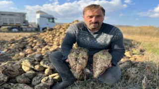 Akyakada pancar hasadı başladı