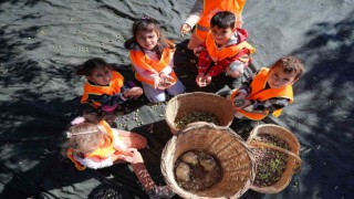 Aliağalı minik öğrenciler Şakranda zeytin hasadı yaptı