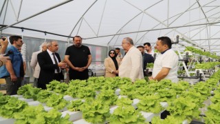 Amasya Üniversitesinde serada üretim