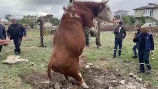 Amasyada çukura düşen inek vinç yardımıyla kurtarıldı