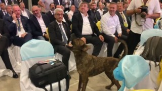 Antalyada fuar alanına girip dron kovalayan köpek gülümsetti