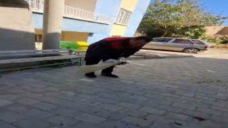 Apartman boşluğuna düşen yavru kediyi itfaiye kurtardı