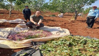 Araban kaymakamı işçilerle birlikte Antep fıstığı hasadına katıldı