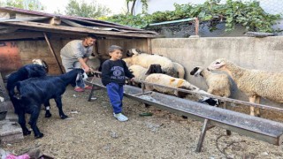 Arabasını satarak hayvancılığa başlayan depremzede baba ve böbrek hastası 2 evladının umudu olan 22 koyunu polis ekipleri buldu
