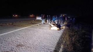 Araç koyun sürüsüne çarptı