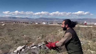 Arı şahini özgürlüğüne kavuştu
