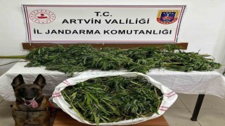 Artvinde 15,5 kilo esrar yakalandı: 1 zanlı tutuklandı