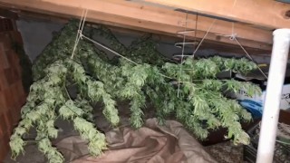 Artvinde 8 kilogram kubar esrar ele geçirildi