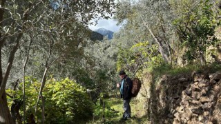 Artvinde asırlık zeytin ağaçlarından hasat başladı