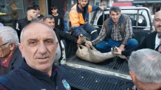 Artvinde dereye düşen karacayı vatandaşlar kurtardı