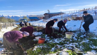 Artvine kış erken gelince patates hasası kar altında yapıldı