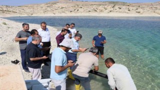 Atatürk Baraj Göletine 2 buçuk milyon şabut balığı yavrusu bırakıldı