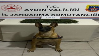 Aydın jandarmasından uyuşturucu operasyonu: 1 gözaltı