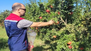 Aydında pestisit kalıntı analizi için nar numuneleri alındı