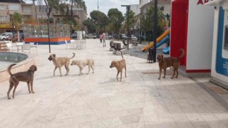 Aydında ‘sokak köpekleri sorunu büyüyor