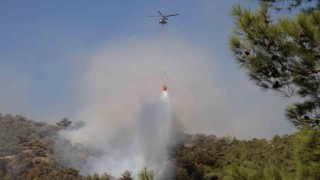 Aydında zeytinlik yangını