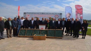 Bafrada çiftçilere 625 bin adet brokoli fidesi dağıtıldı