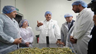 Balıkesir bamyasını cips yapıp 15 kat değer kattılar...Amerika pazarına gönderdiler