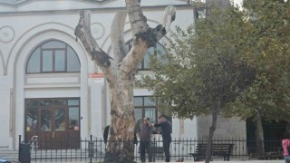 Bandırmada asırlık kuruyan kavak ağacın kalan kısmı da kesildi